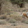 photo_Oryx algazelle