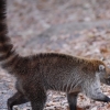 photo_Coati